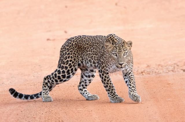 Yala National Park Safari by Jeep (Leopard Spotting Experience)