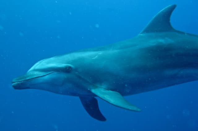 Scuba Diving Adventures in Rangiroa, French Polynesia