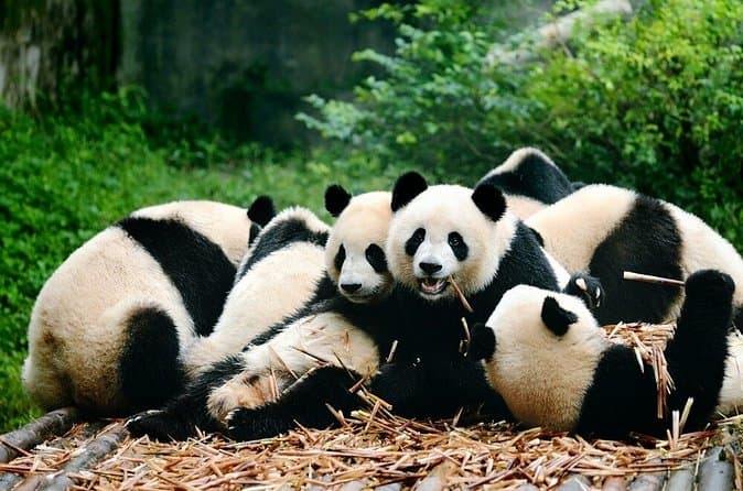 Best Chengdu to Shanghai Private Tours