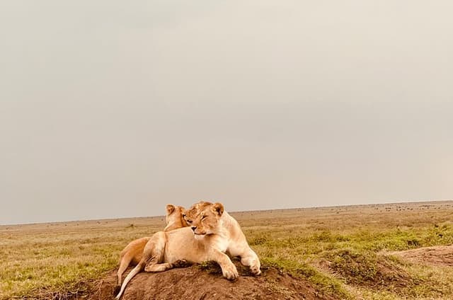 Day Trip to Tarangire National Park Wildlife Safari Adventure