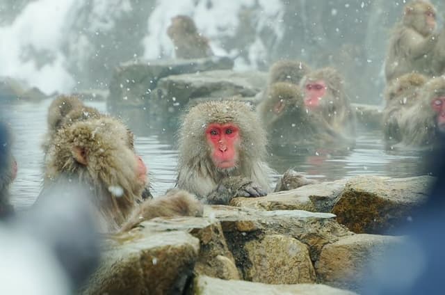 Snow Monkeys, Obuse & Sake: A Perfect Day in Nagano