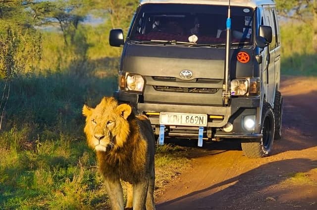 Nairobi Park Safari, Elephant Orphanage and Giraffe Centre Tour.