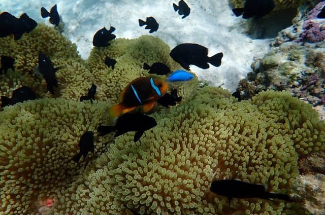 Snorkeling Blue Escape in Taha’a or Raiatea - Half-day