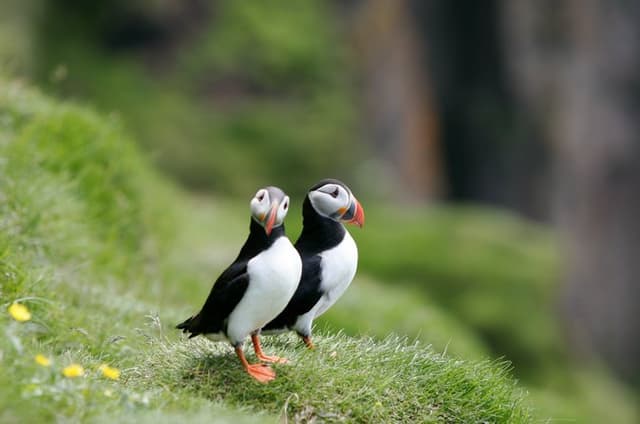 Westman Islands Volcano and World Largest Puffin Colony Tour