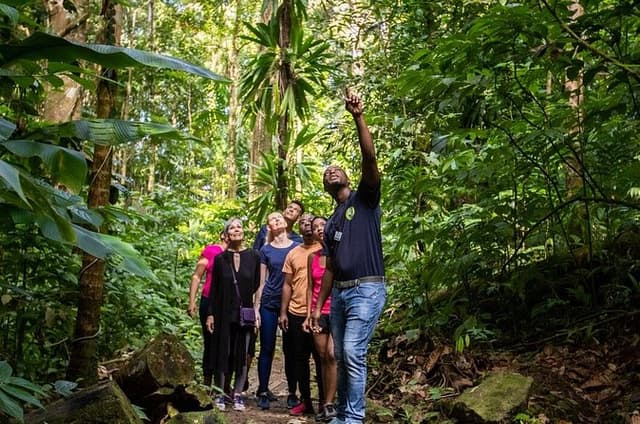 St. Lucia Sunrise Birdwatching and Rainforest Hike with Breakfast