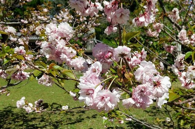 Nagasaki Private Historical Tour with Licensed Guide