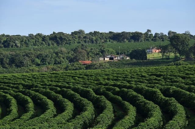 Fairview Coffee Farm Tour and MauMau cave Paradise Lost