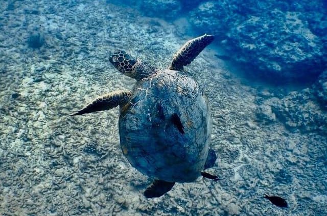Beginner Scuba and Snorkeling Ocean Adventure in Honolulu