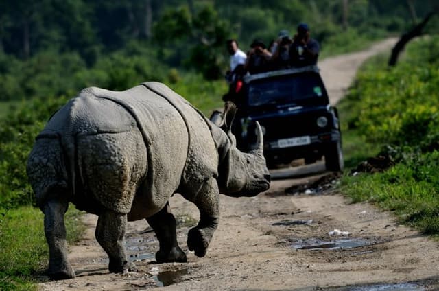 Guwahati Pobitora Wildlife Sanctuary and Mayong Museum Tour