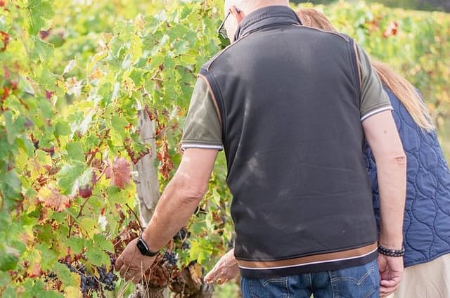 From Vine to Wine at Domaine Beaumont Distré-Saumur