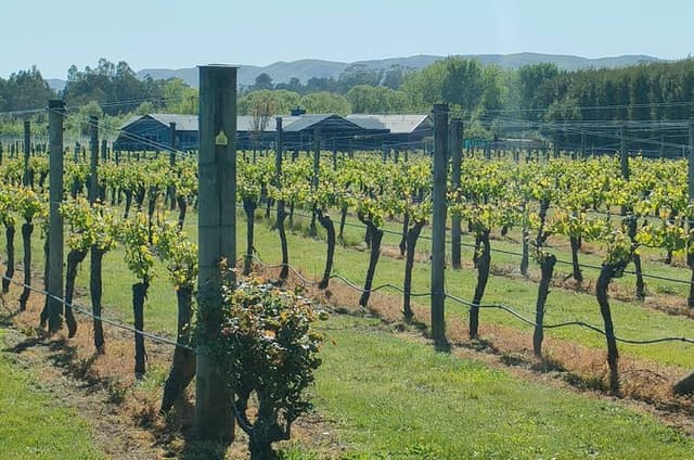 Wairarapa Wine Tour Experience