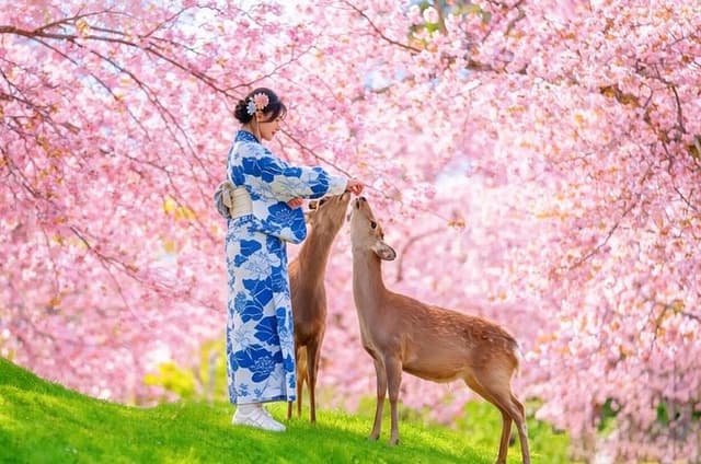 Kyoto and Nara UNESCO Highlights Full-day Tour From Osaka
