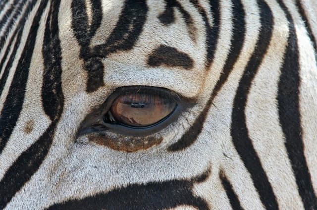 Half Day Guided Safari in Addo Elephant National Park