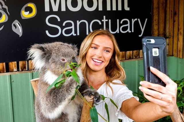 Phillip Island Penguin Parade & Wildlife Tour from Melbourne
