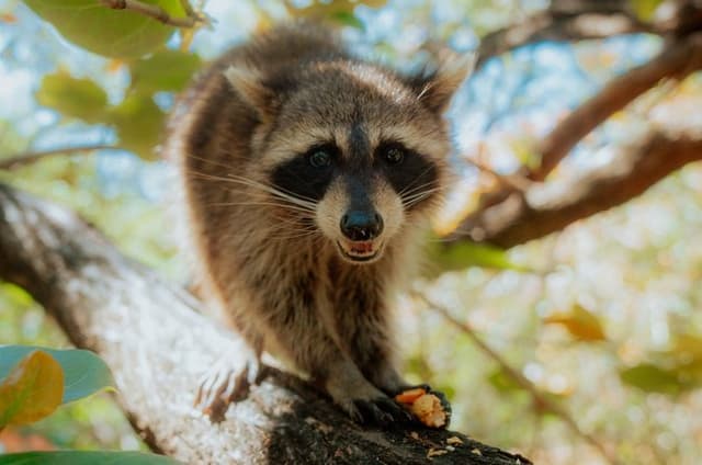 Miami: Guided Raccoon Island Walk & Sandbar Swim (2 Stops)