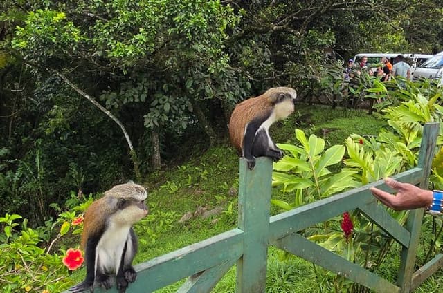 Grenada Rainforest and Beach Tour