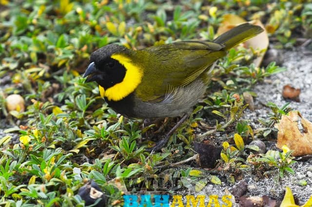 Wild Bahamas Nature Tours