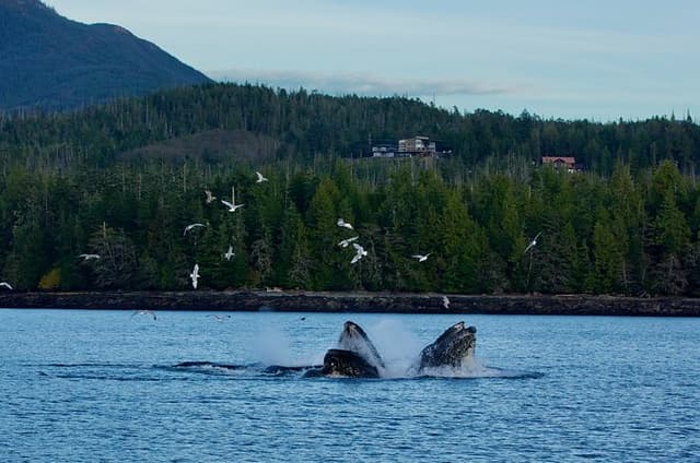 Private Water and Land Tour Scenic Ketchikan Adventure