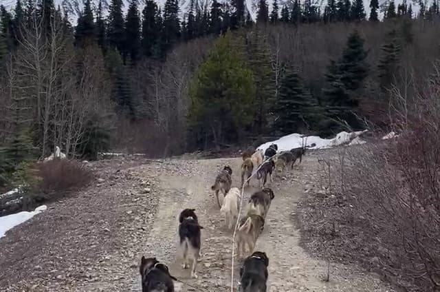 Skagway Yukon Dog Musher Camp and Summer Sled Dog Ride