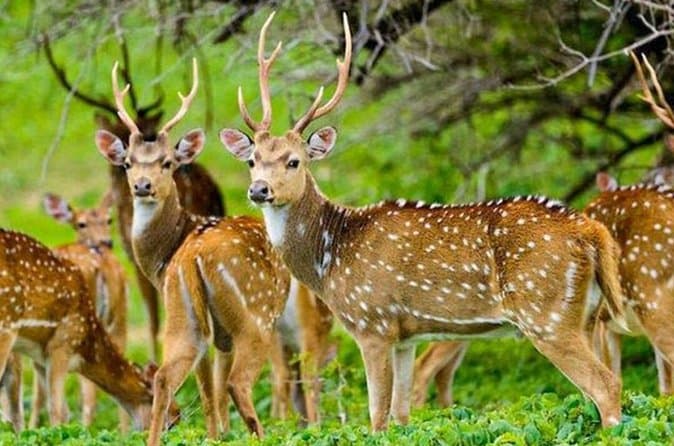 Ultimate Gal Oya National Park Safari & Wildlife Tours