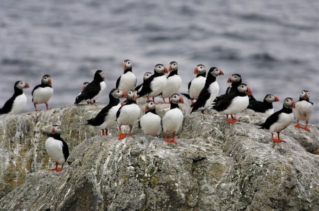 Vigur Island Tour with Return Boat Transfer from Ísafjörður