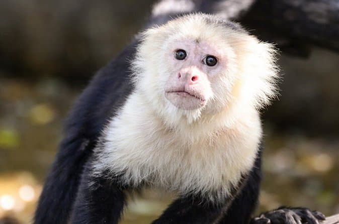 Best Palo Verde Tours & Activities in Liberia