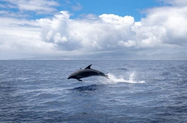 Cocoa Beach Dolphin and Wildlife Eco Activity