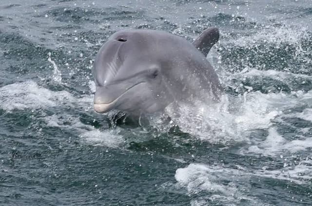 Frisky Dolphin Sightseeing Bay Cruise in Pensacola Beach