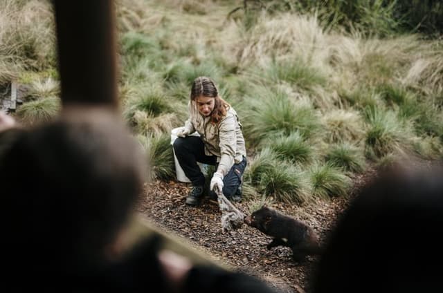 1-Hour Tasmanian Devil Feeding Day Tour at Cradle Mountain