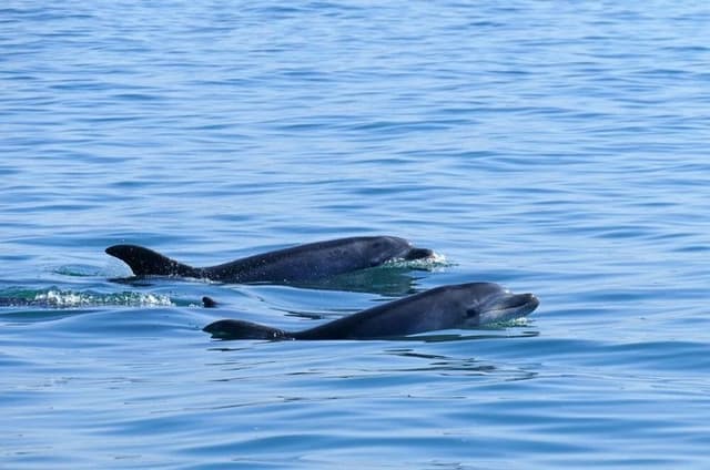Observation of Dolphins in Sesimbra