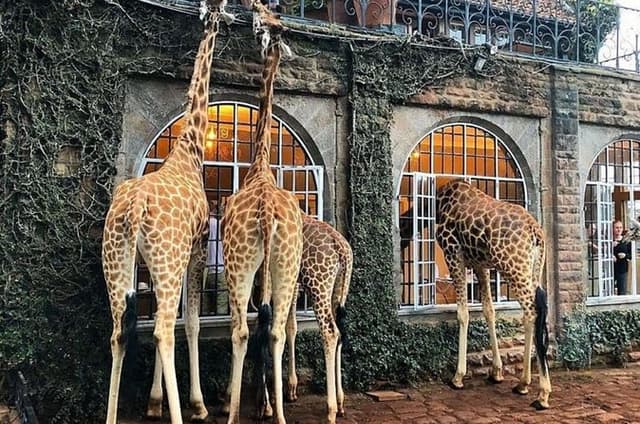 Giraffe Center Karen Blixen and Kobe Beads Day Tour