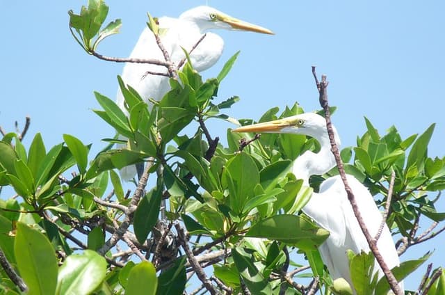 Laguna de la garza de Tigre (Chacahua) from Puerto Escondido