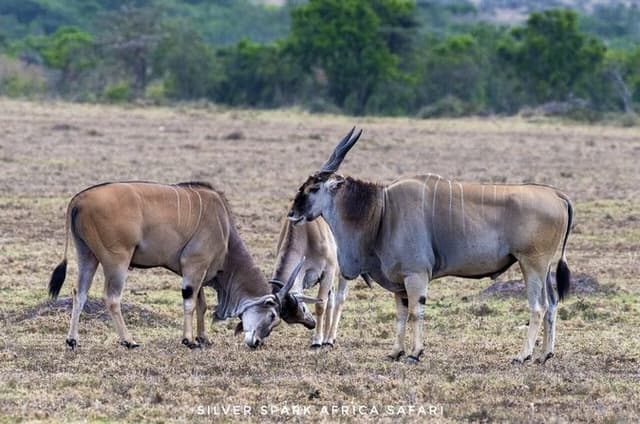 8 Days: Tsavo East National Park Amboseli, Nakuru, Maasai Mara Park