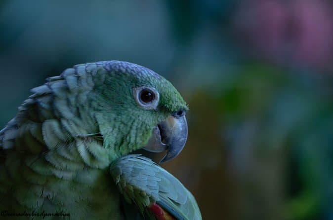 Best Amazon Tena Tours from Quito
