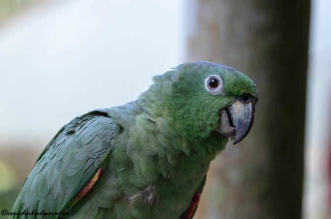 Ecuador Andes Tour