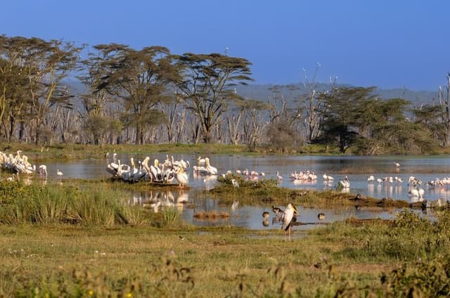 Nairobi to Lake Nakuru Private Safari Day Trip