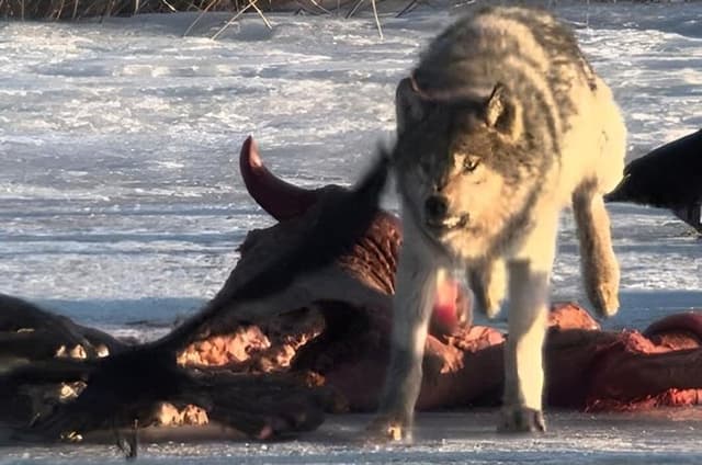 Private Yellowstone Nat’l Park Wolf & Wildlife Safari From Cody