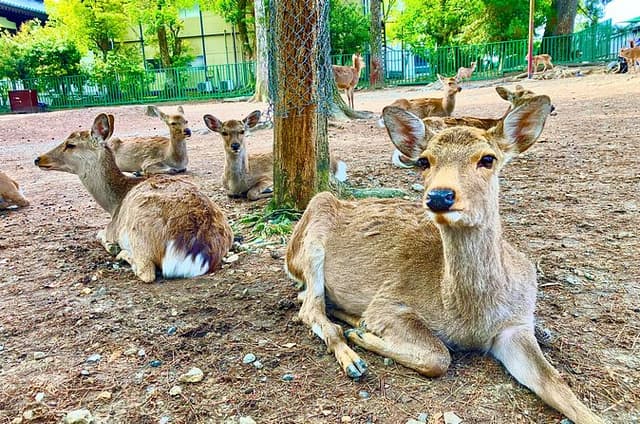 Nara: Private Tour with Deer Park & Temples with a Licensed Guide