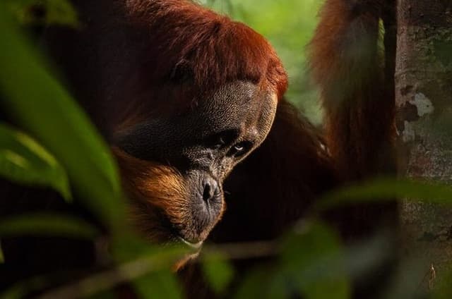 Bukit Lawang 3D2N Deep Orangutan Trek All Inclusive from Medan