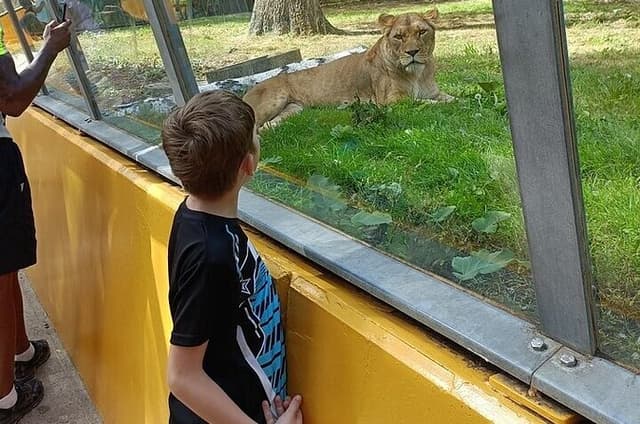 From Safari to Vikings A Family Day Tour