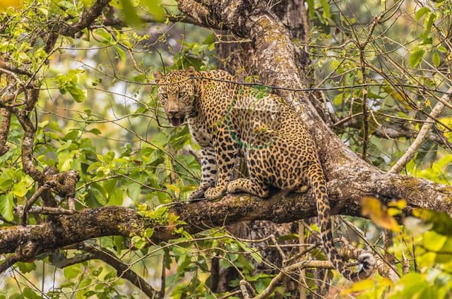 Chitwan Big 5 Safari – Rhino & Tiger Expedition (4 Days)