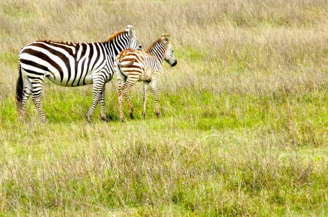 Full Day Arusha National Park with Walking Safari