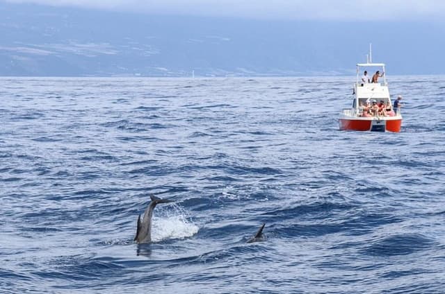 Coastal excursion with cetacean search