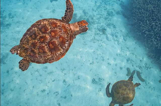 Snorkel with the Turtles - Fast Boat