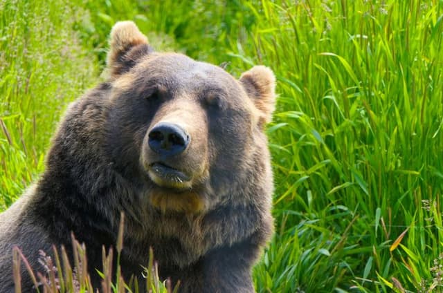 SUMMER-SUNSET Wilderness, Wildlife & Glacier Experience