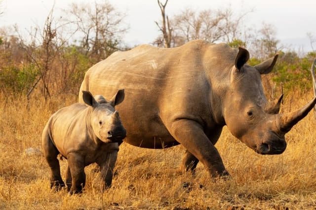Tala Game Reserve, Phezulu Safari and Victoria Market from Durban