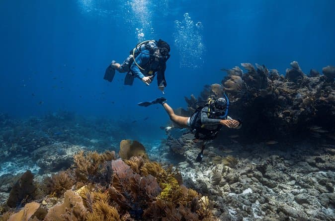 Top-Rated Scuba Tours in Key Largo