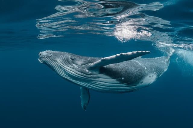 Humpback Whale Watching Tour