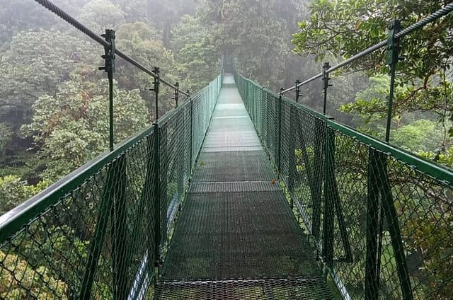 Monteverde Cloud Forest Guided Tour Wildlife, Birds & Nature Walk