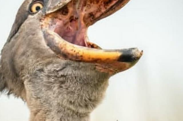 Mabamba Swamp Shoebill Birdwatching Lake Victoria